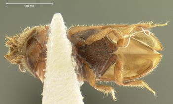 Media type: image;   Entomology 2323 Aspect: habitus ventral view